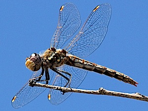 Variegated Meadowhawk - Sympetrum corruptum